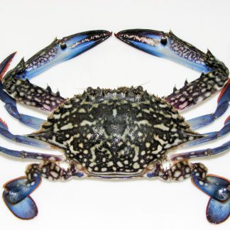 Blue Crab / Nandu - 500g
