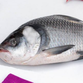Fresh Catla / Katla Fish - 1.5kg Size