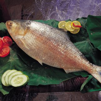 Bengali Fish