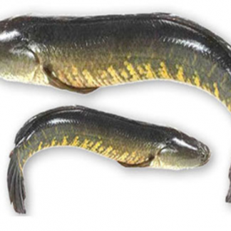 River Maral Fish - 1kg